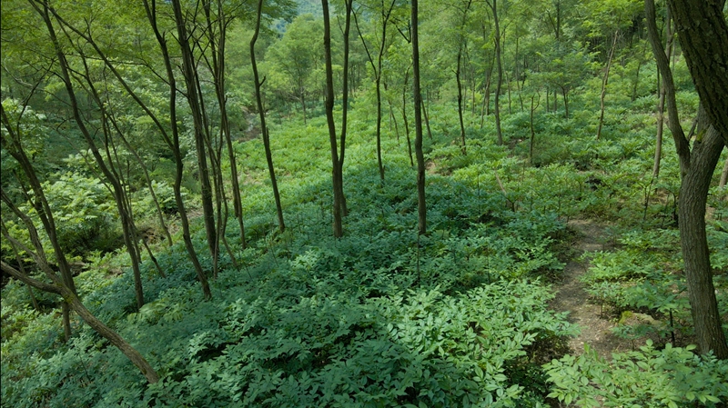 陕西省安康市汉滨区的林下环境非常适合魔芋的生长.jpg 陕西省安康市汉滨区的林下环境非常适合魔芋的生长.jpg