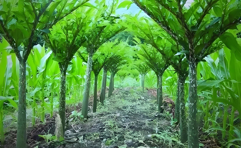 陕西省安康市汉滨区恒口玉米套种魔芋促增收.jpg 陕西省安康市汉滨区恒口玉米套种魔芋促增收.jpg