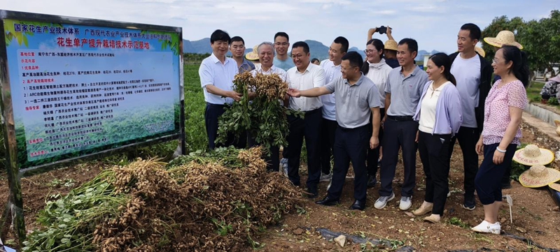 专家在广西现代农业技术试验站进行花生测产调研.jpg