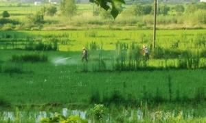 沃野绘新卷 夏种正当时