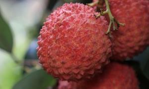 百济镇：盛夏振兴有“荔”量 甜了枝头富农家