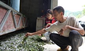 巴马甲篆兴仁村：小桑蚕“织”出乡村致富新路子
