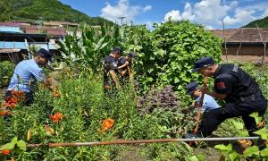 民警铲除野生罂粟护净土