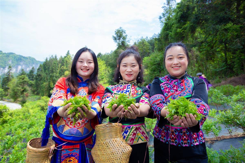 游客身着民族服装采摘藤茶。（受访单位供图）.jpg