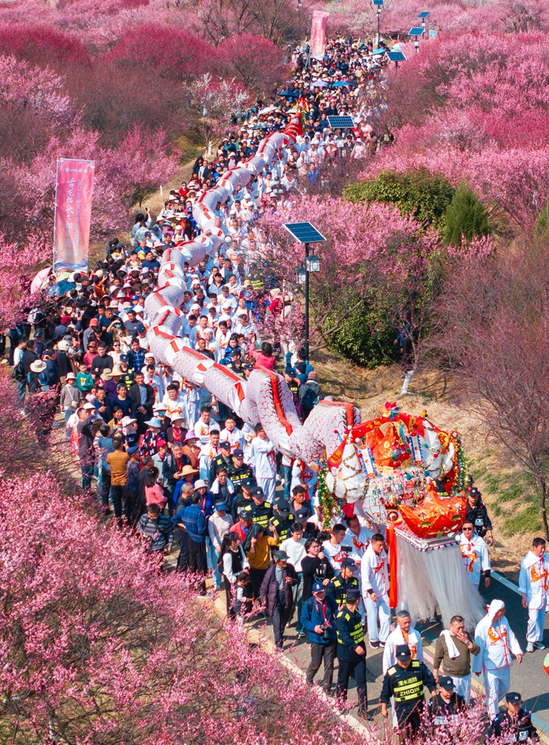 2025年二月初二,国家级非遗骆山大龙在江苏省南京市进行巡游展演.jpg 2025年二月初二,国家级非遗骆山大龙在江苏省南京市进行巡游展演.jpg