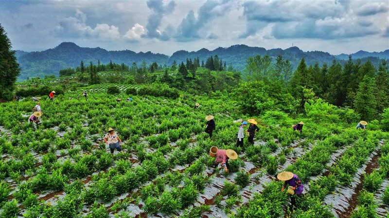 生态藤茶园。（受访单位供图）.jpg