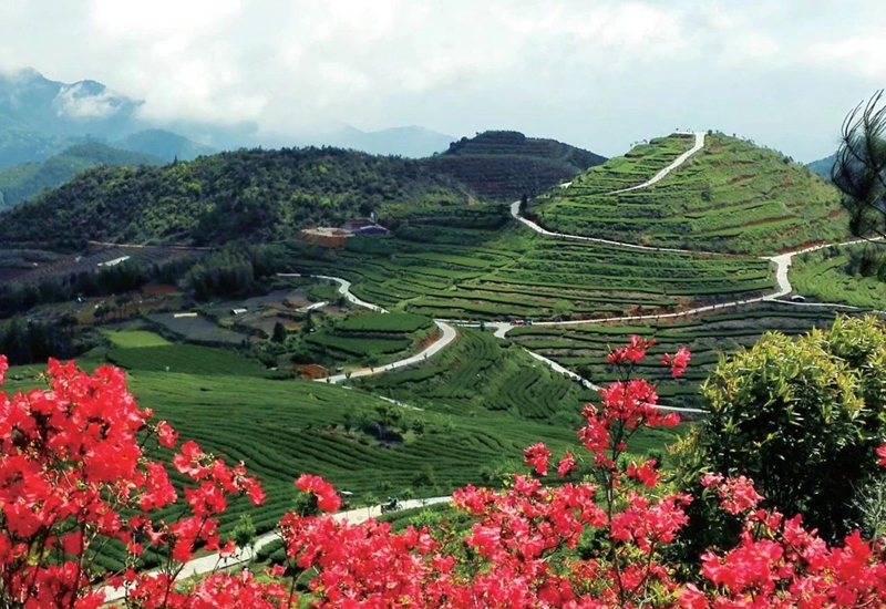 和春村茶园.jpg