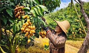 平乐县大发瑶族乡人大：人大赋能黄皮果 瑶乡沃土结硕果