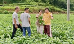 科技赋能，从“卖薯”到“卖薯叶”，潭布番薯“点叶成金”
