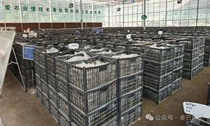 略阳特色产业旺 乡村振兴谱新章