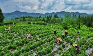 湖北来凤：一株“藤”的蔓生 从荒山野岭走向世界