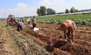 汝阳县柏树镇：脱毒薯苗异地生金 特色农业助农增收