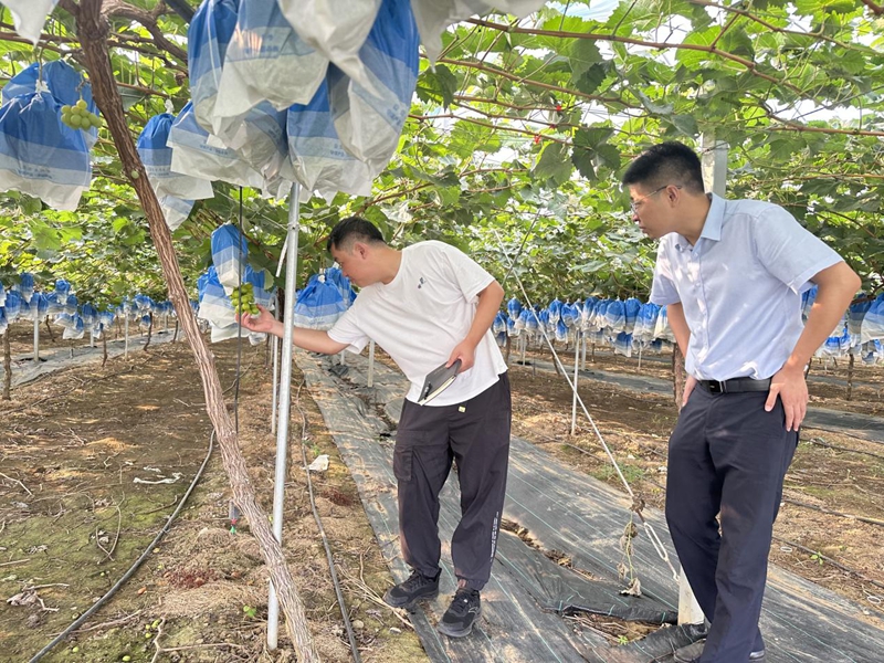 银行工作人员实地走访葡萄合作社了解种植情况  张宇摄.jpg