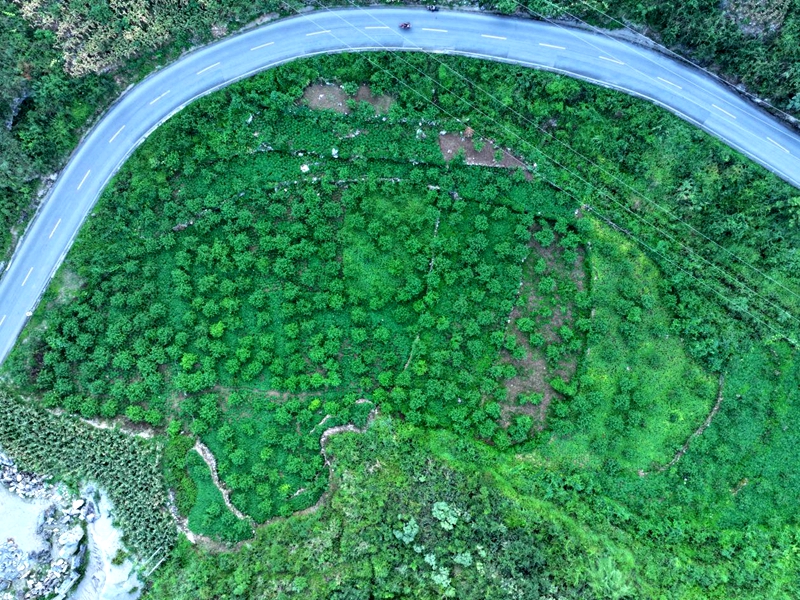贵州省黔西南布依族苗族自治州贞丰县猫猫寨花椒基地航拍图.jpg