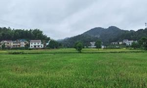 益阳花桥港村:“乡村相见小院”项目实施按下“启动键”