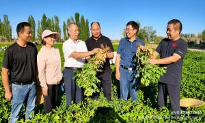 桂疆“联姻”：智能施肥绘就新疆花生高产新画卷