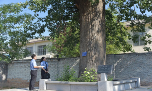 化危机为生机 检察建议守护古树绿色传承