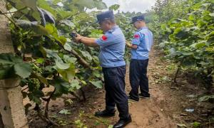 初秋丰收，警民同心采摘风景如画