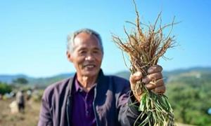河南嵩县：柴胡种植“点燃”中药材产业新引擎