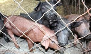 生态养猪促增收 大湖村实现“生态”“经济”双丰收