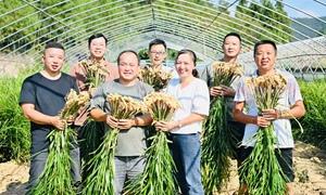  “凤头”起舞 姜香四溢！来凤县深耕特色产业启新程