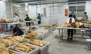 金叶开秤启丰收 建始县红岩寺镇烤烟收购拉开序幕