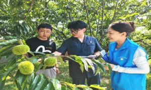 法治“甜”了汤池果 速裁护好“丰收粮”