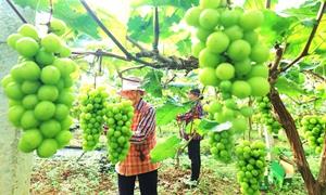 湖北恩施：葡萄丰收采摘忙 甜蜜经济助增收