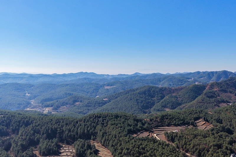 威宁自治县哲觉镇林海一角。(卯升林 摄).jpg 威宁自治县哲觉镇林海一角。(卯升林 摄).jpg