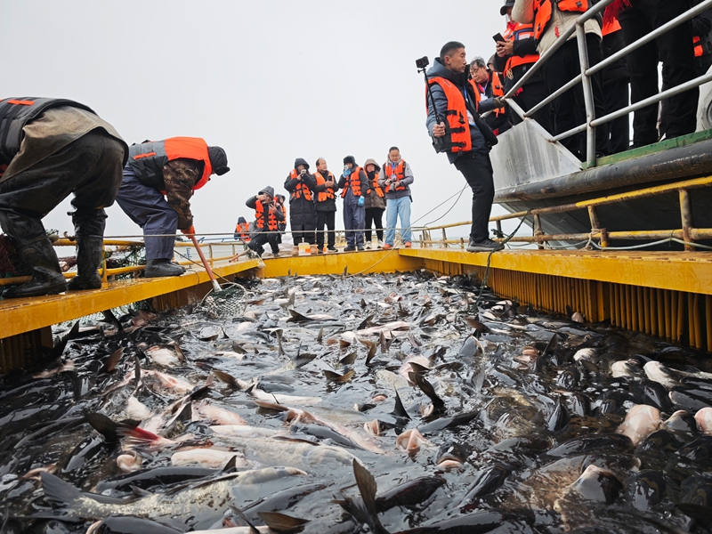 陆浑冬捕现场 吉小平摄.jpg