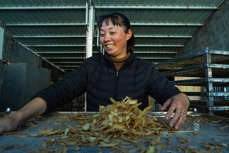 在威宁自治县哲觉镇天麻加工基地,务工群众在收集刚烘烤好的天麻片。(卯升林 摄).jpg 在威宁自治县哲觉镇天麻加工基地,务工群众在收集刚烘烤好的天麻片。(卯升林 摄).jpg