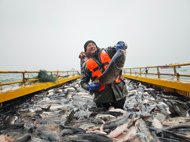 捕捞队员展示陆浑花鲢鱼 吉小平摄.jpg