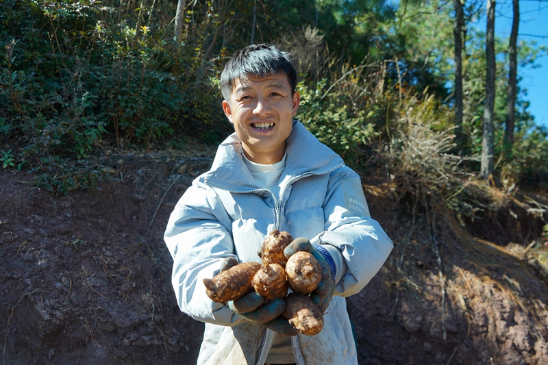 在威宁自治县哲觉镇大桥村林下天麻种植基地,种植大户在展示刚采收的天麻。(卯升林 摄).jpg 在威宁自治县哲觉镇大桥村林下天麻种植基地,种植大户在展示刚采收的天麻。(卯升林 摄).jpg