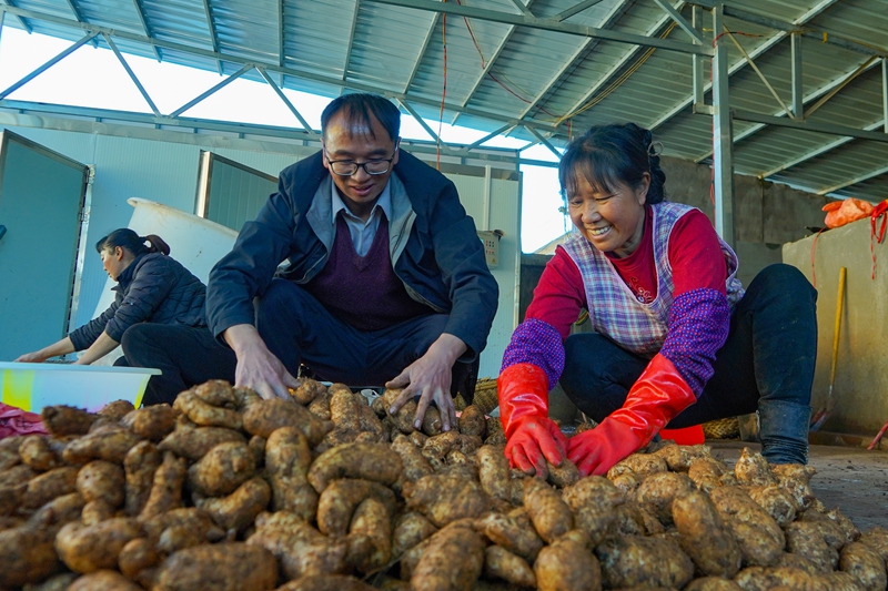 在威宁自治县哲觉镇天麻加工基地,务工群众和种植大户在分拣刚采收的天麻。(卯升林 摄).jpg 在威宁自治县哲觉镇天麻加工基地,务工群众和种植大户在分拣刚采收的天麻。(卯升林 摄).jpg