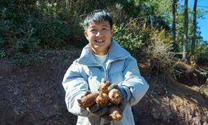 威宁自治县：天麻漫山香 林下产业旺
