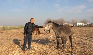 呼图壁县石梯子哈萨克族乡：一口马肉香  牧区铺富路