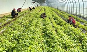 河南汝阳红薯“芯片”国产化！脱毒薯苗年产1.5亿株 16万亩地标红薯身价倍增