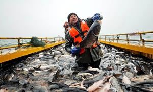 嵩县：46斤“头鱼”拍卖价9.99万元 陆浑冬捕丰收忙