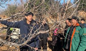 田间课堂为樱桃种植“把脉开方”