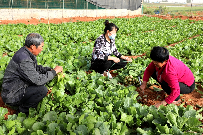 村民收获成熟的蔬菜.jpg