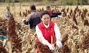 情暖重阳助秋收 实干担当护民生