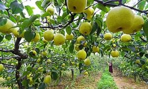 河南洛阳：“新农人”挑起“金扁担”