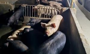 沪上老板化身养殖达人