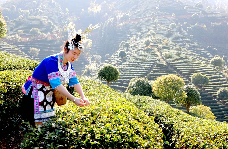 三江生态种植茶基地,姑娘正在采茶(邓蕾雅摄).jpg 三江生态种植茶基地,姑娘正在采茶(邓蕾雅摄).jpg