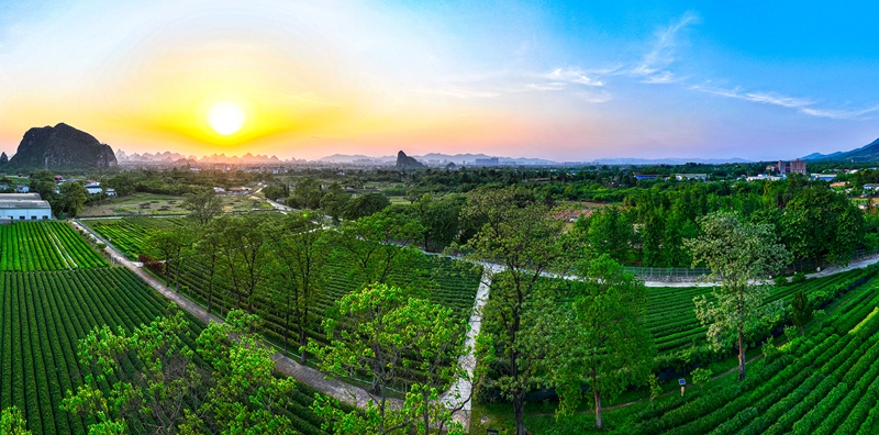广西茶叶种植基地(喻湘泉摄).jpg 广西茶叶种植基地(喻湘泉摄).jpg