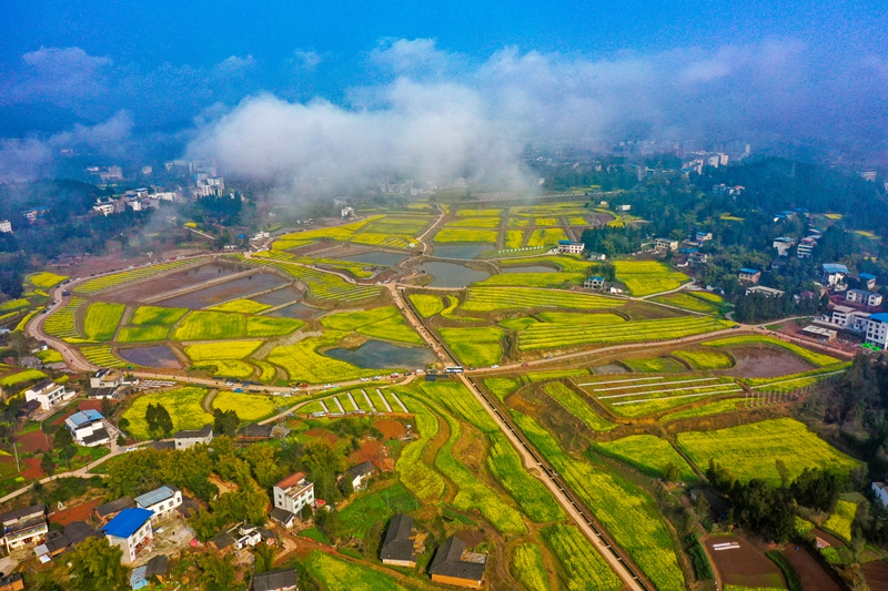 仪陇县金山村花海.jpg 仪陇县金山村花海.jpg