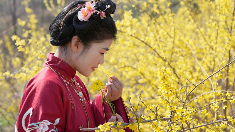 游客身着汉服在连翘花田游玩 嵩宣供图 (3).jpg