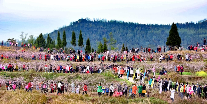 仪陇县马鞍镇险岩村桃花节.jpg 仪陇县马鞍镇险岩村桃花节.jpg