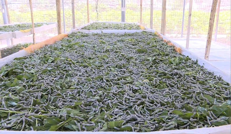 仪陇县养蚕基地.jpg 仪陇县养蚕基地.jpg