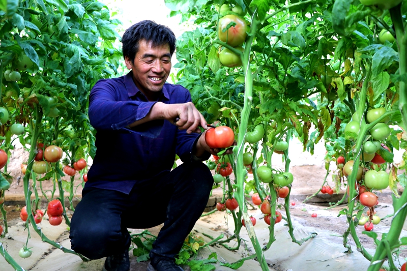 设施西红柿喜获丰收，种植户采收忙.jpg
